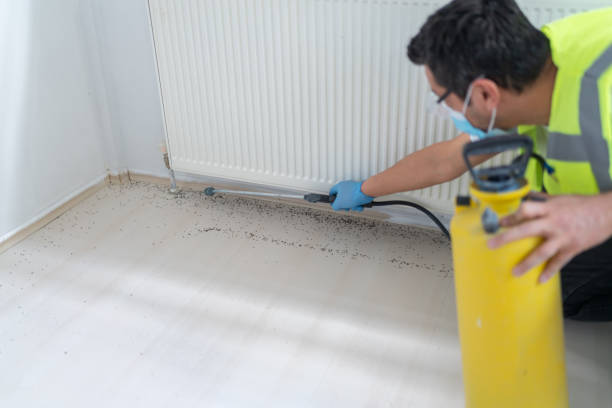 Best Wasp Removal Services  in White Hall, WV